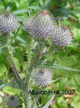 flowers and plants